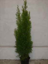 THUJA SMARAGD 10577